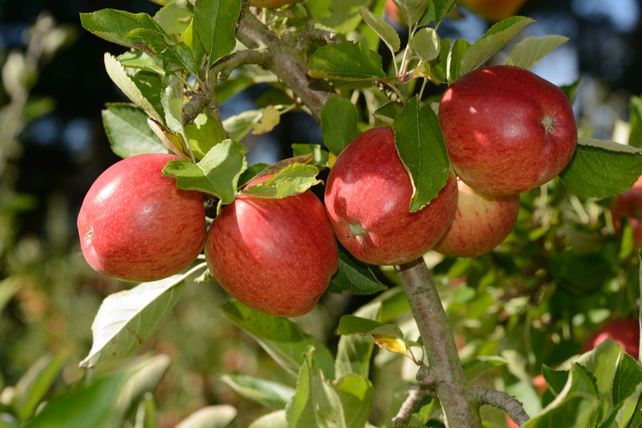 Бребурн яблоня фото