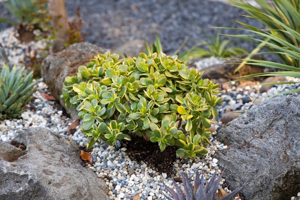 Decoding the Jade Succulent