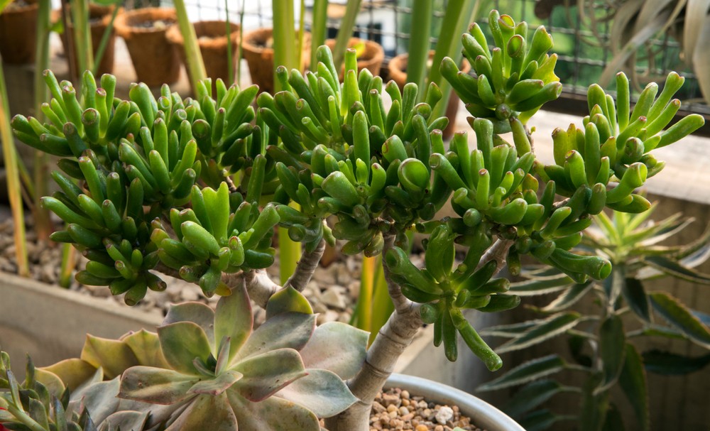 Decoding The Jade Succulent