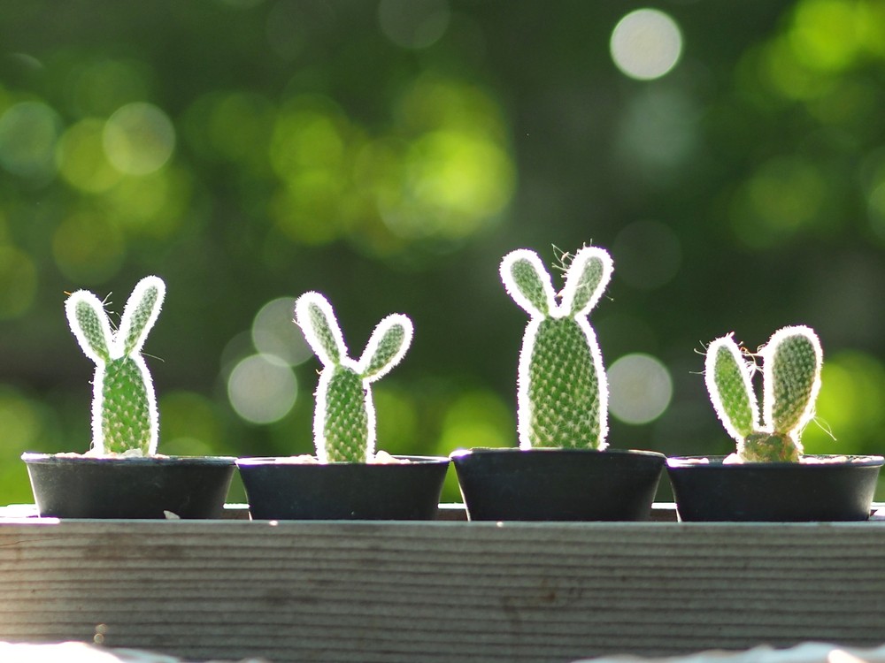 Bunny Succulents Unleashed