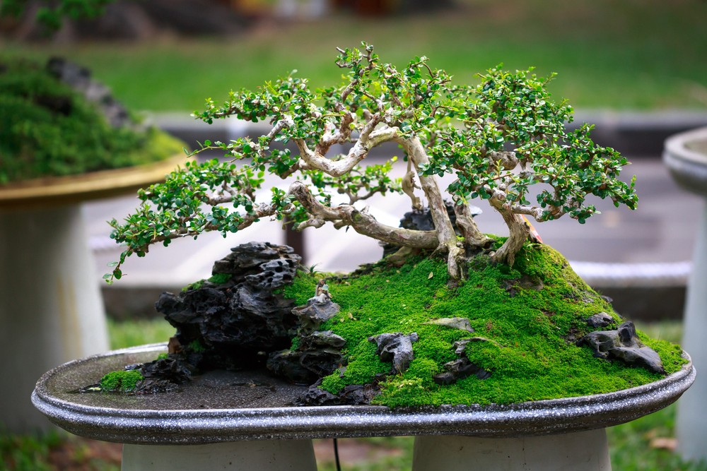 Bonsai Beginnings: DIY Kits