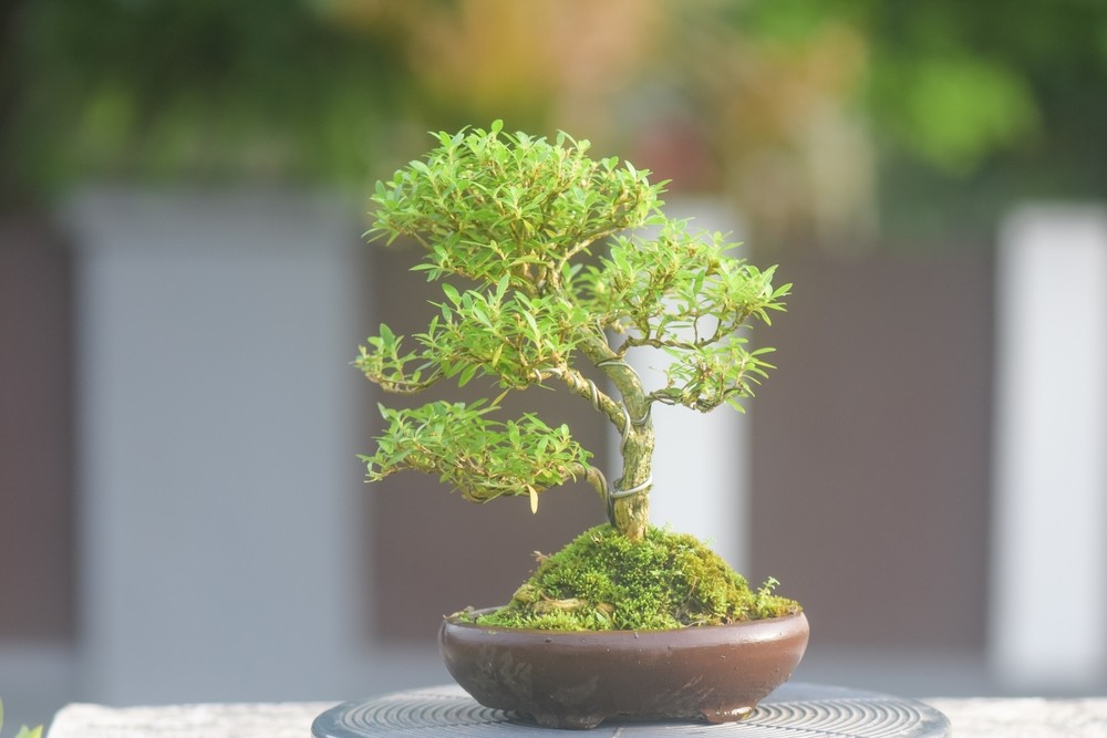 The Complete Juniper Bonsai Tree Plant Care Guide: Water, Light & Beyond