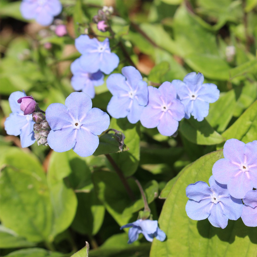 Omphalodes (Omphalodes)