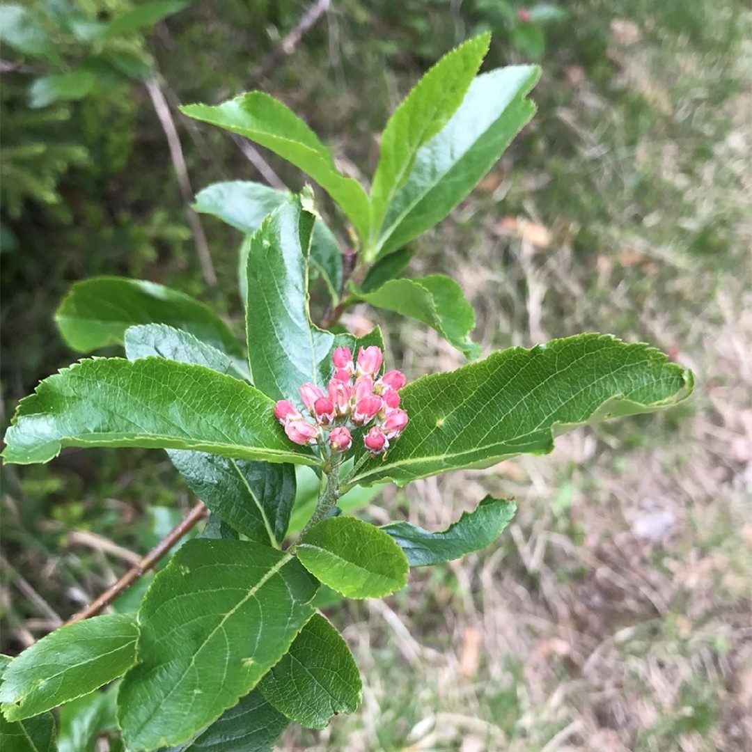 Рябина приземистая (Sorbus chamaemespilus) - PictureThis