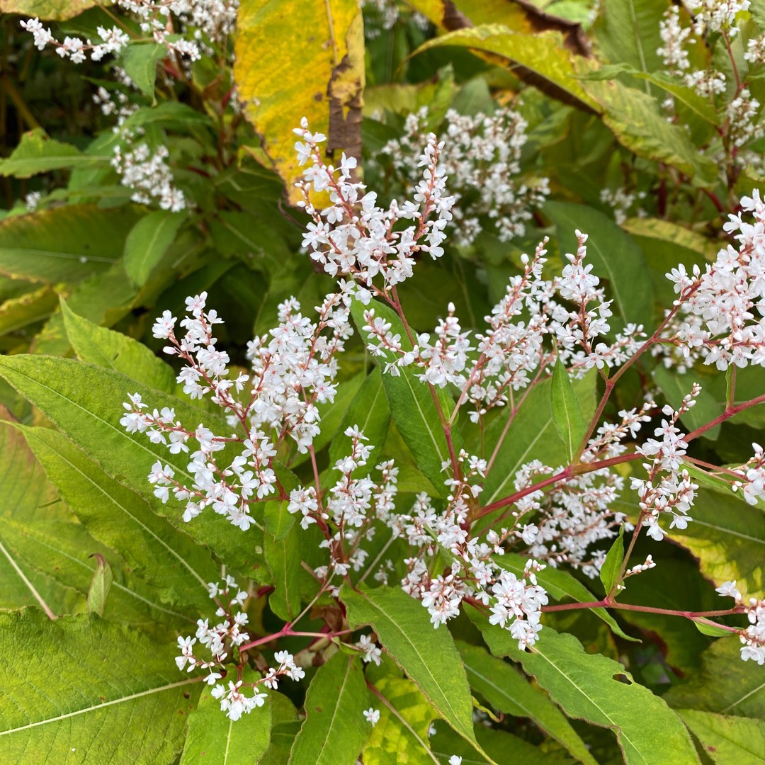 Горец многоколосый (Koenigia polystachya) - PictureThis