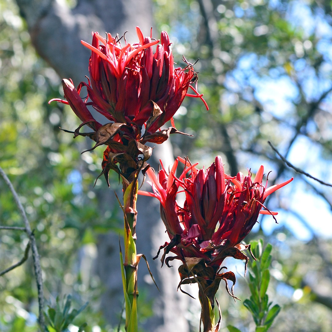 Doryanthes excelsa - PictureThis