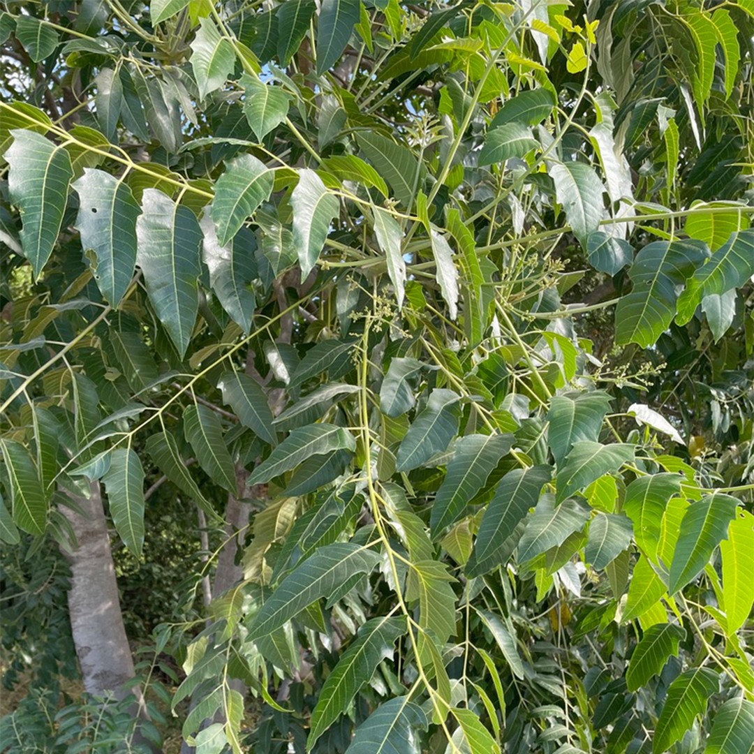 가죽나무속 (Ailanthus)