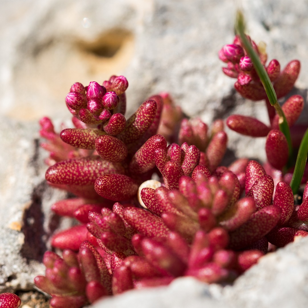 Очиток голубой (Sedum caeruleum) - PictureThis