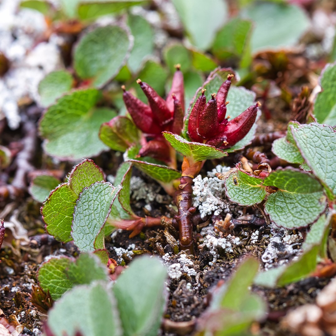 Ива травянистая (Salix herbacea) - PictureThis