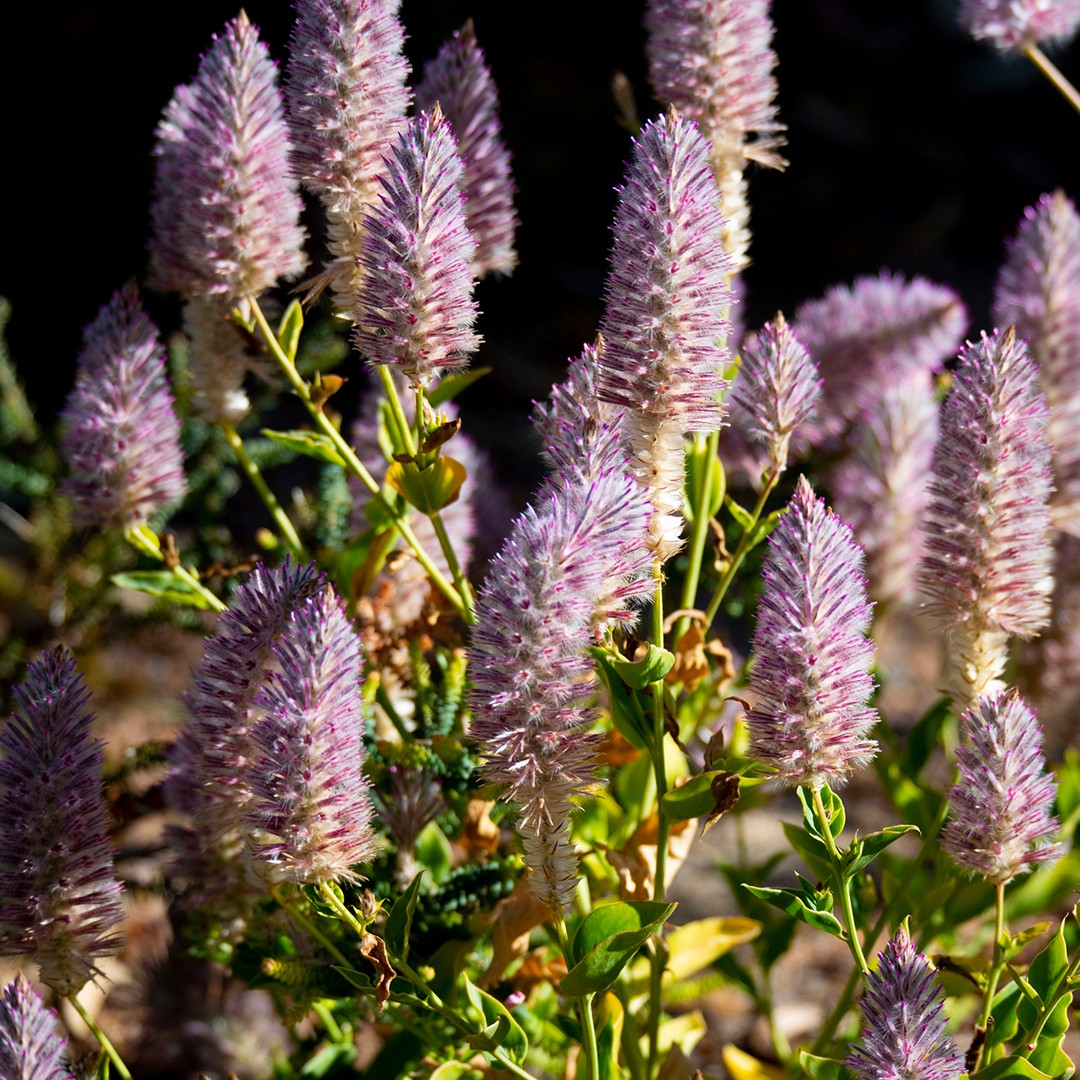 Ptilotus exaltatus - PictureThis