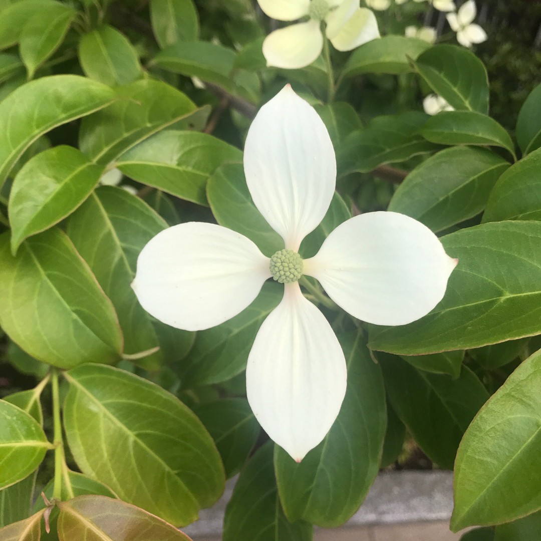 Cornus capitata subsp. angustata Cura(Come si cura, Coltivazione,  Riproduzione) - PictureThis