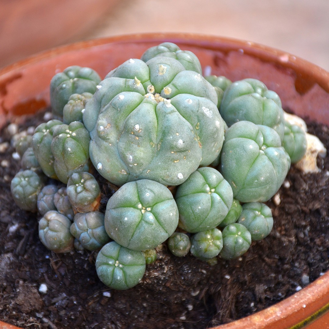 Лофофора Уильямса (Lophophora williamsii) - PictureThis