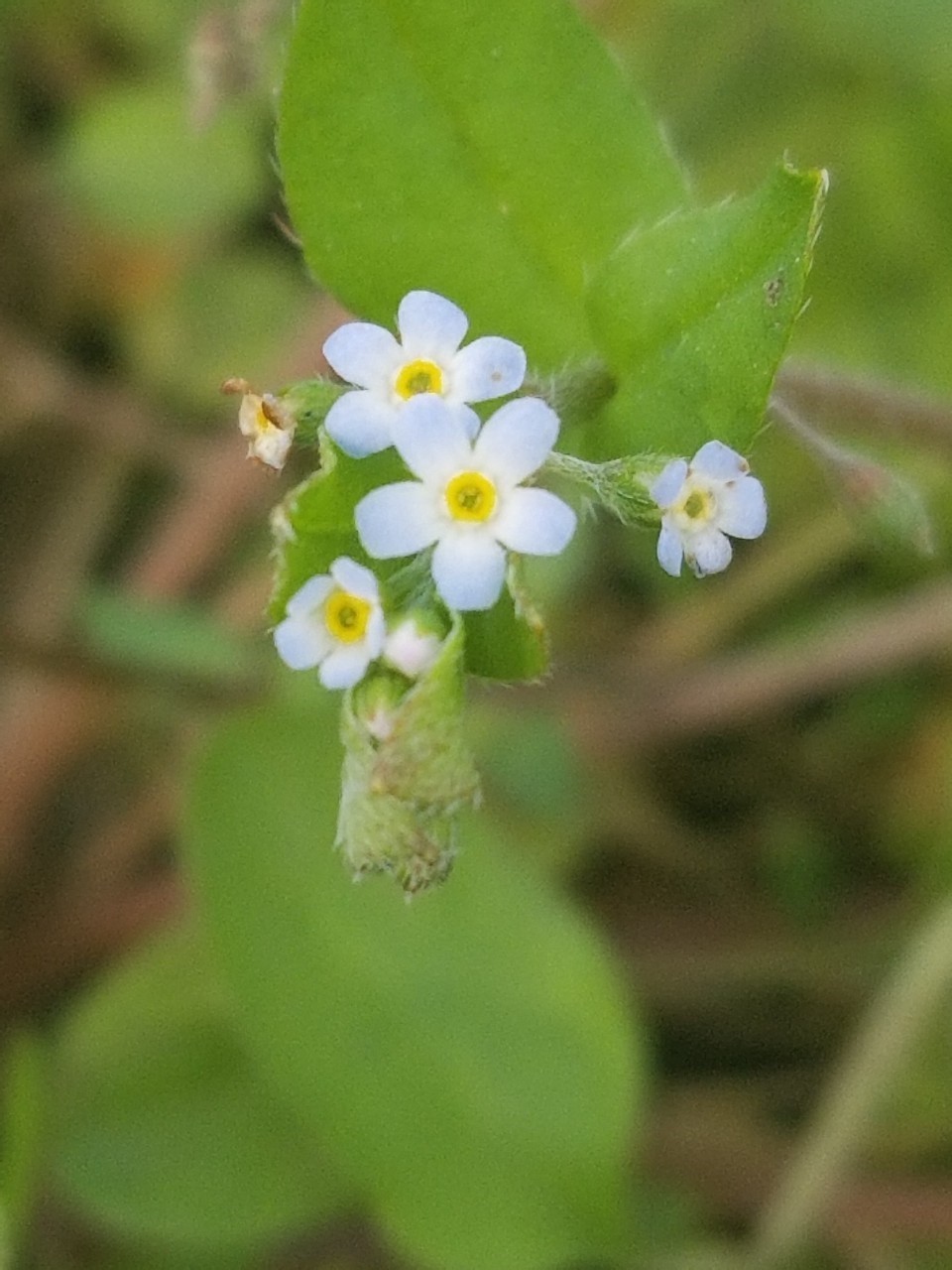 キュウリグサ Trigonotis Peduncularis 花言葉 毒性 よくある質問 Picturethis