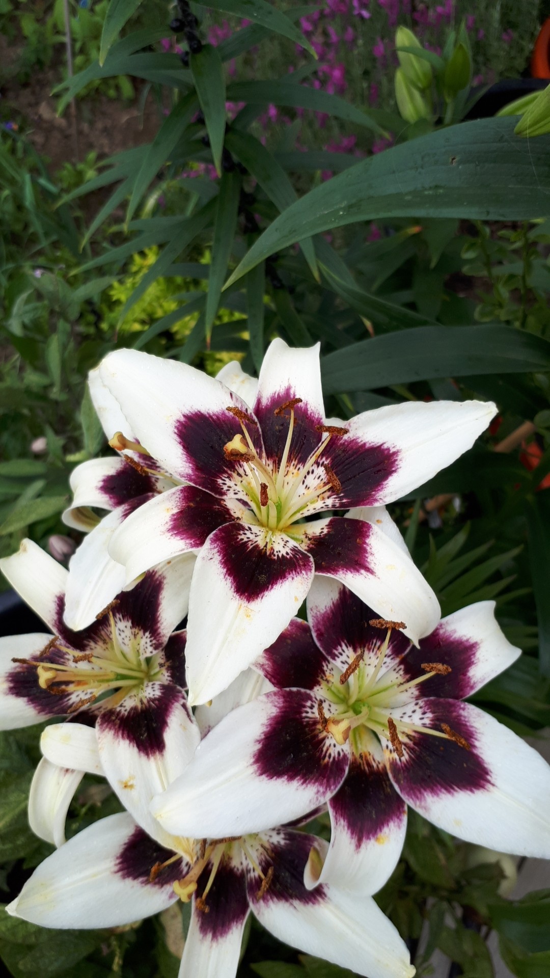 Lilium ‘Patricia’s Pride’ (Lilium ‘Patricia’s Pride’) - PictureThis