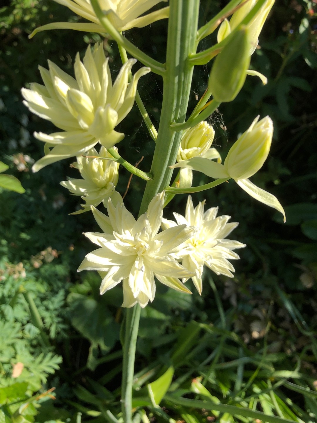 Ornithogalum Pyrenaicum 花言葉 毒性 よくある質問 Picturethis