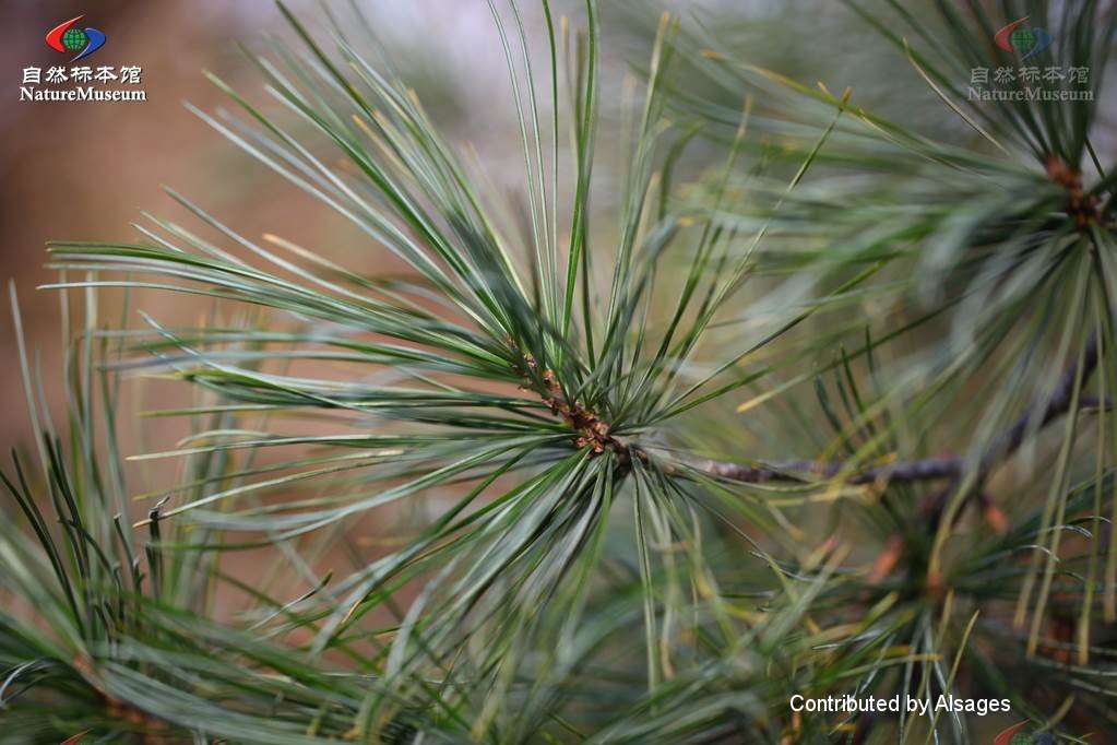 チョウセンマツ 朝鮮松 Pinus Koraiensis 花言葉 学名 よくある質問 Picturethis