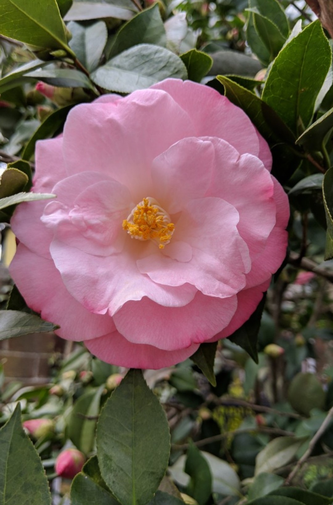 tailler éducation Troisième camellia japonica temperature range