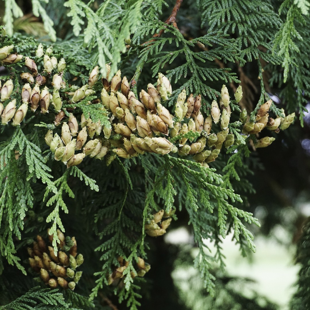 ベイスギ 米杉 Thuja Plicata 花言葉 毒性 よくある質問 Picturethis