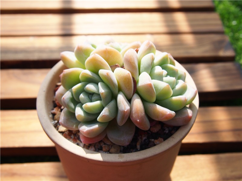 Echeveria Ice Green Care Watering Fertilize Pruning Propagation Picturethis