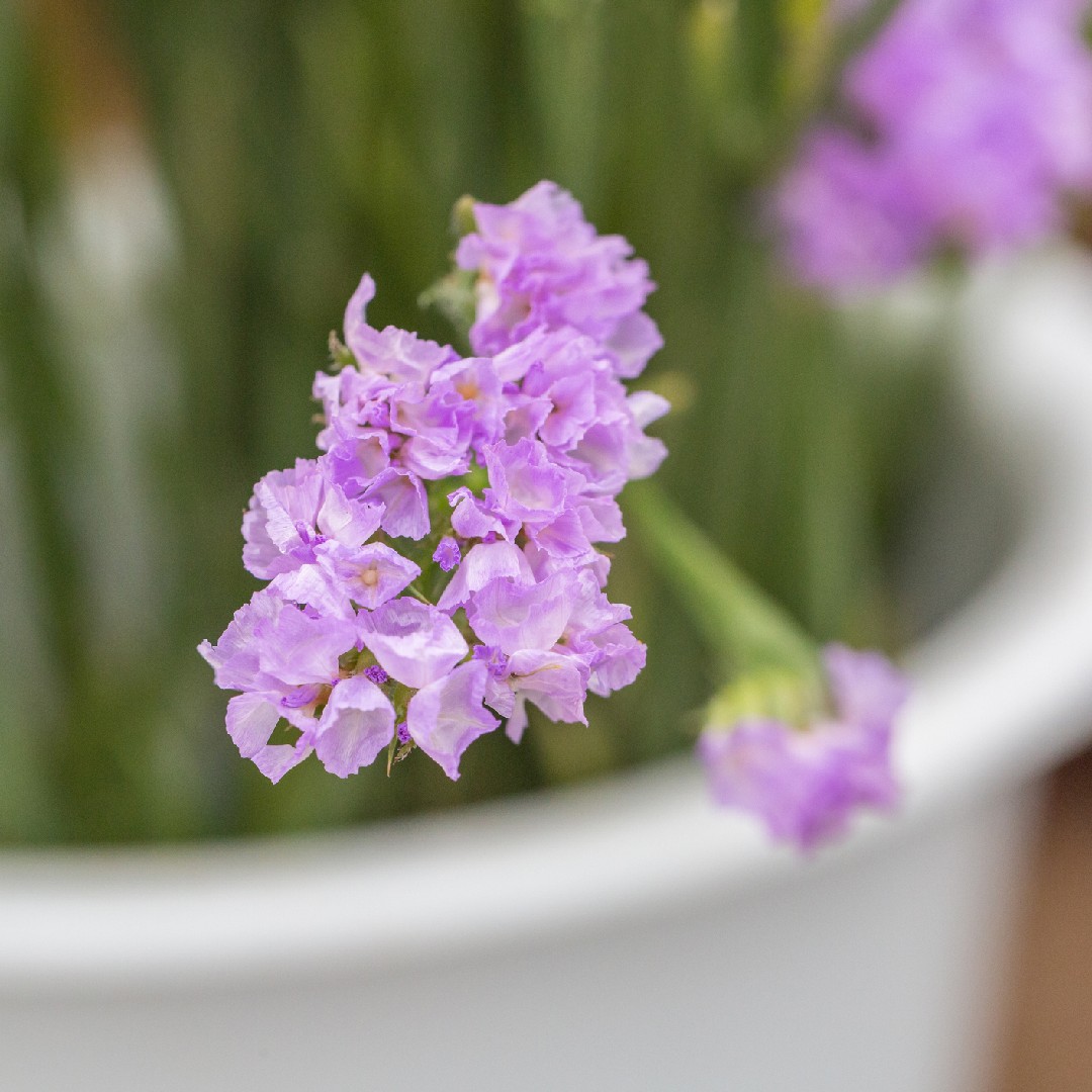 タイワンハマサジ Limonium Sinense 花言葉 学名 よくある質問 Picturethis