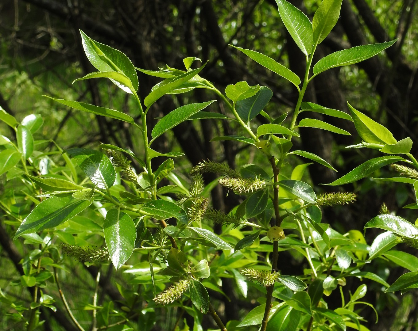 diamond leaf willow tree