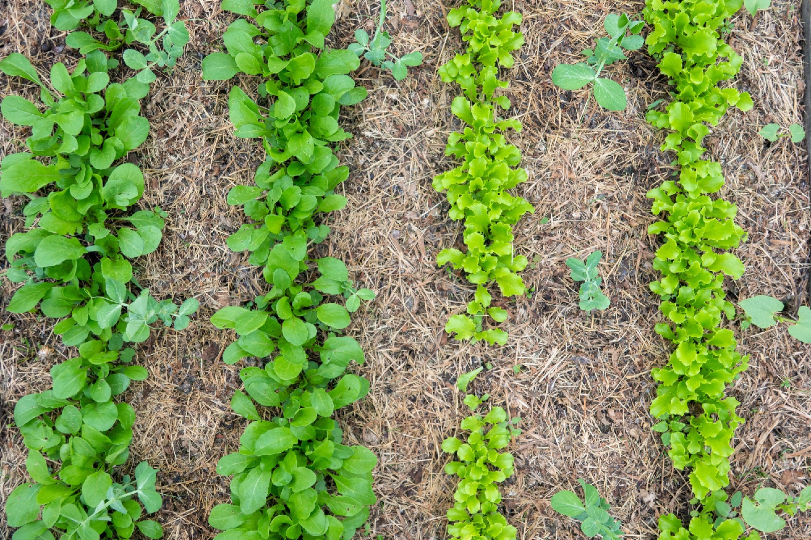 Top 5 Earth-Friendly Organic Mulching Options for Weed Control