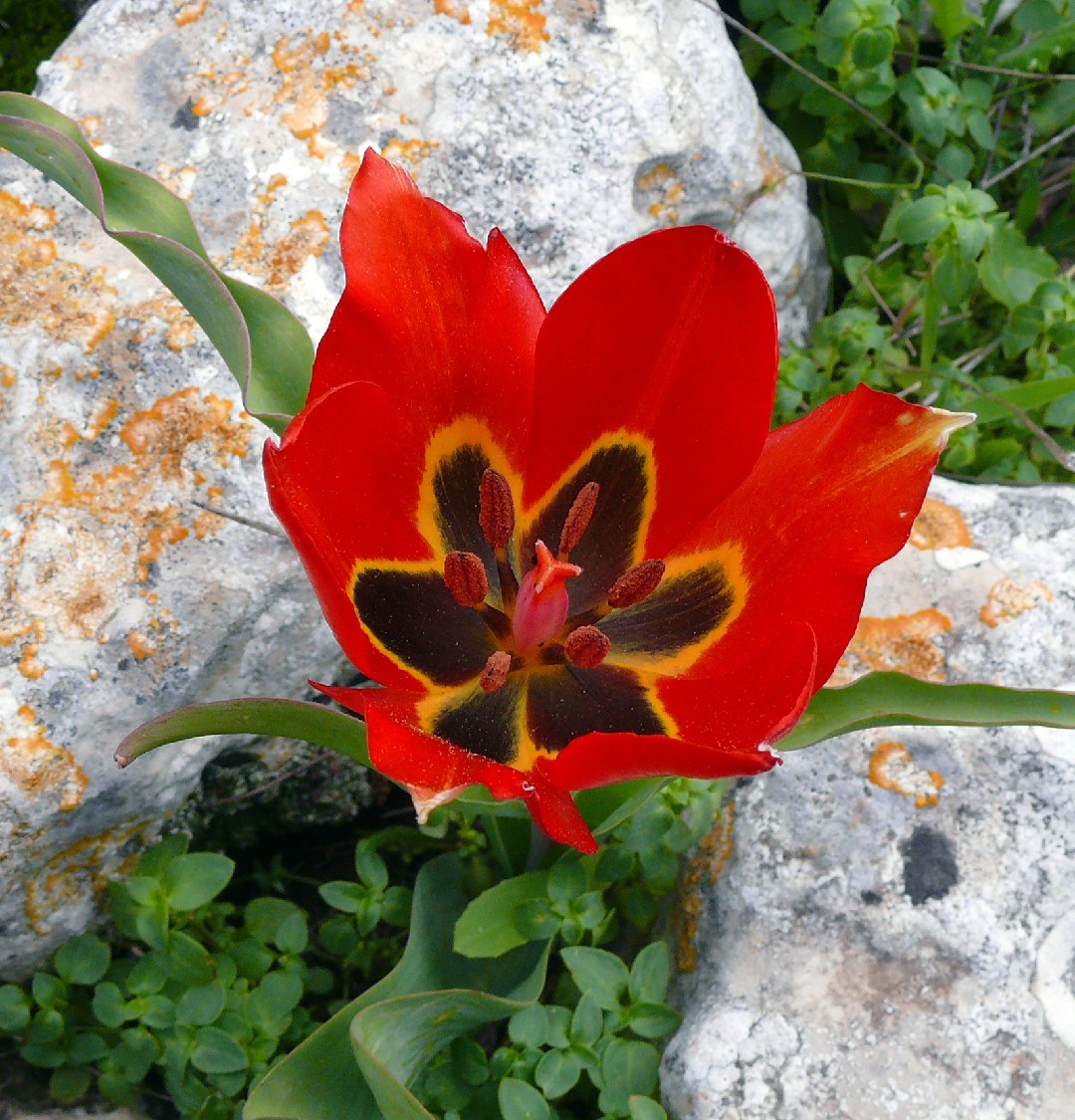 Tulipa agenensis - PictureThis