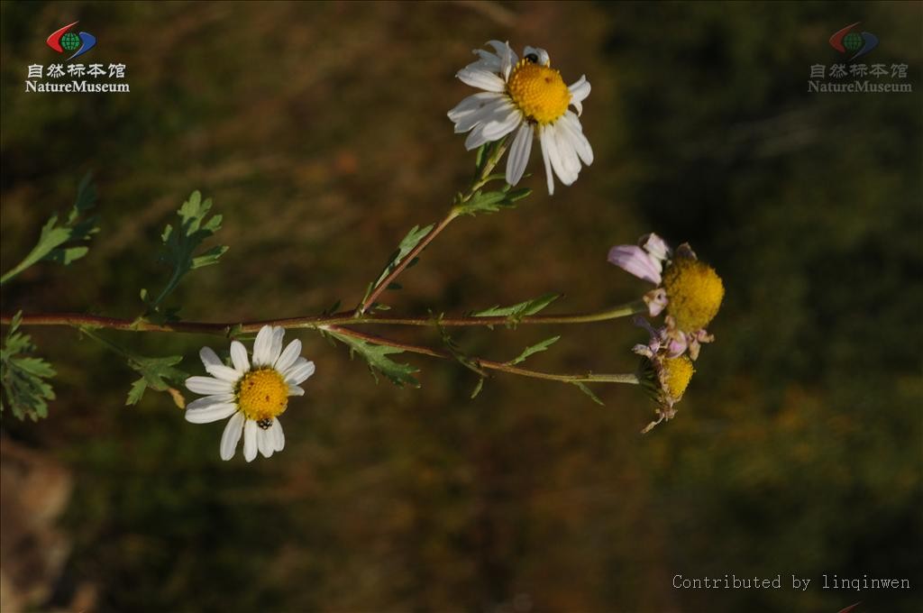 チョウセンノギク 朝鮮野菊 Chrysanthemum Naktongense 花言葉 毒性 よくある質問 Picturethis