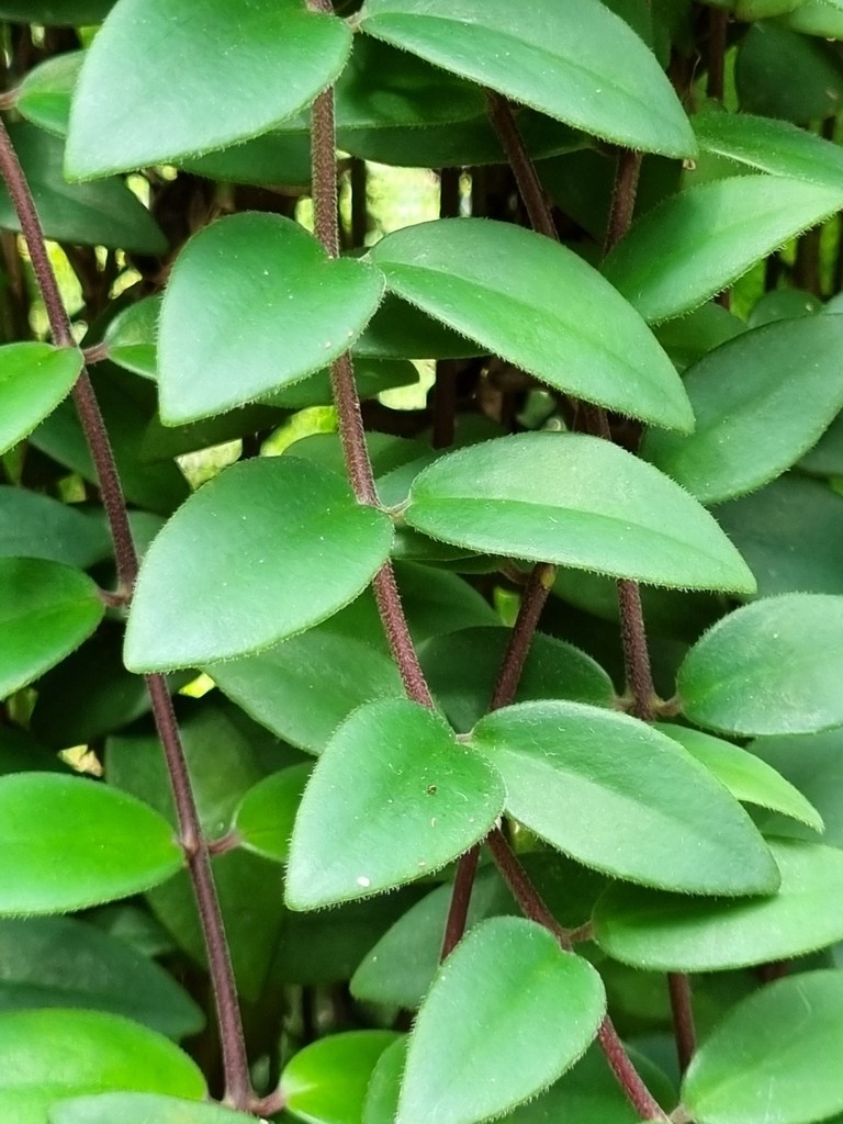 Эсхинантус укореняющийся (Aeschynanthus radicans) - PictureThis