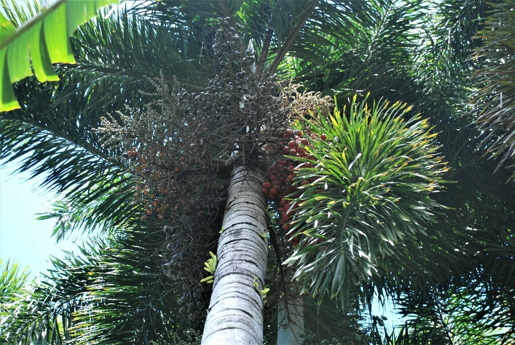 Foxtail Palm Babies, Wodyetia Bifurcata, 9 Tall From Soil in Grow