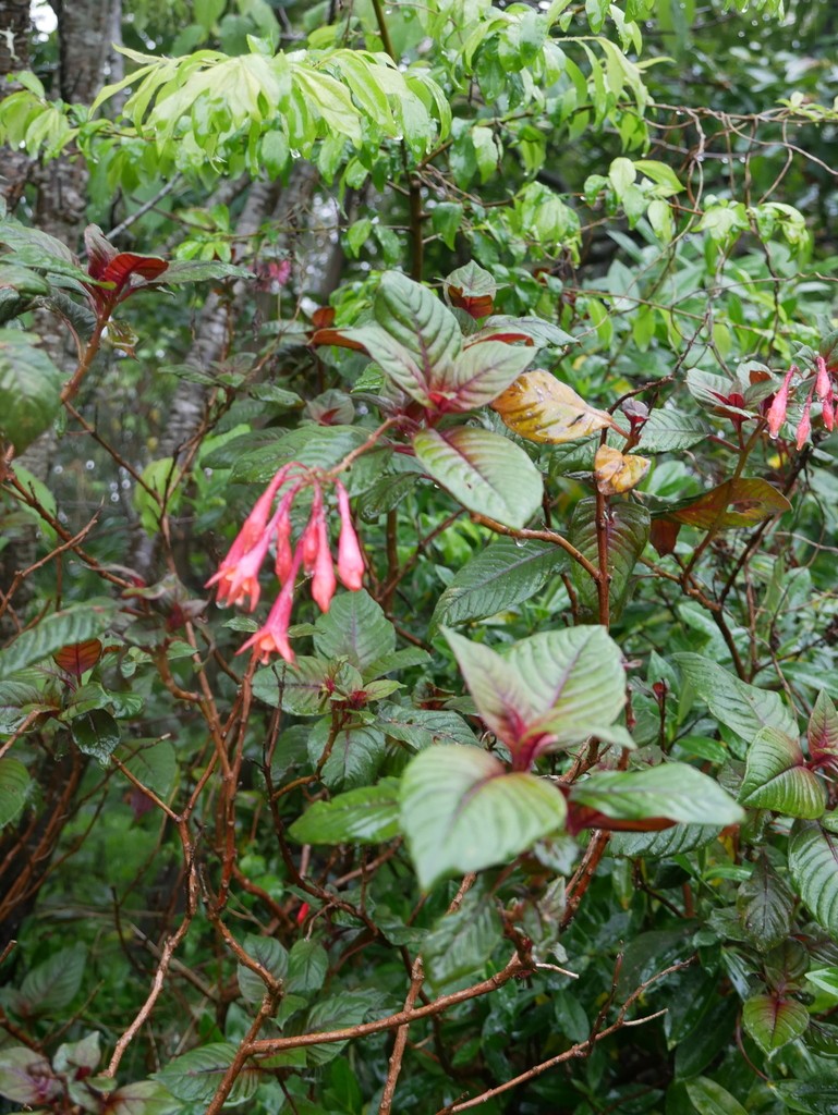 Фуксия трёхлистная (Fuchsia triphylla) - PictureThis