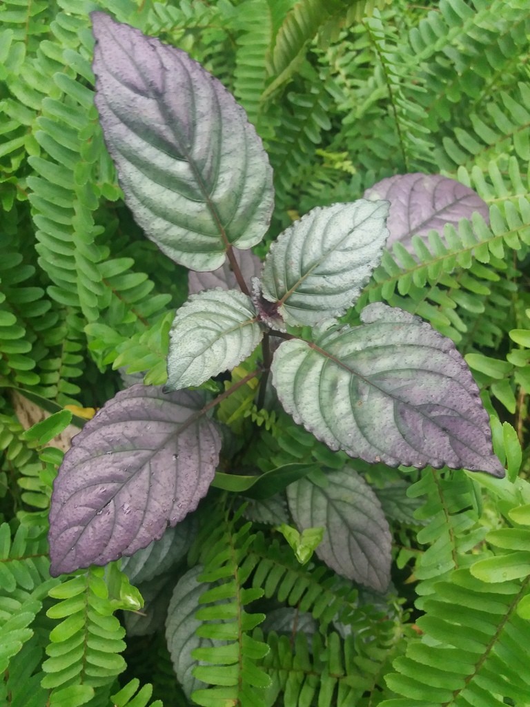 Стробилянт альтерната (Strobilanthes alternata) - PictureThis