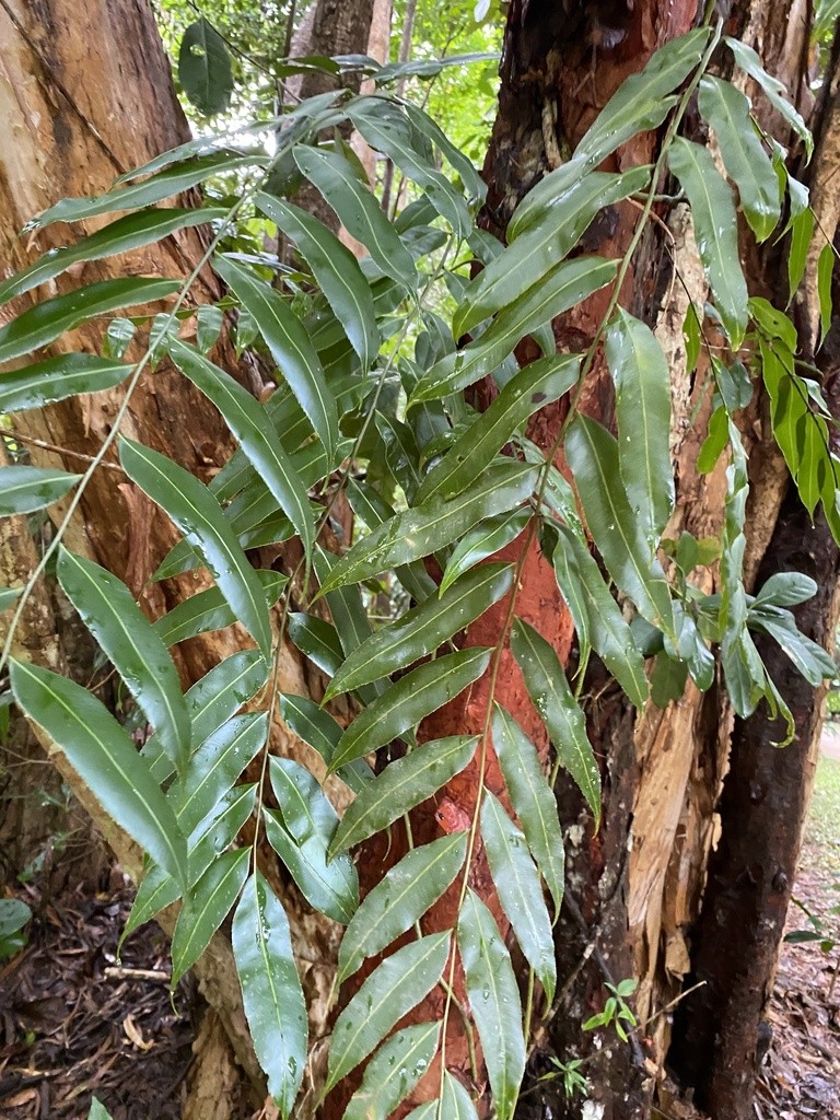 Stenochlaena palustris - PictureThis