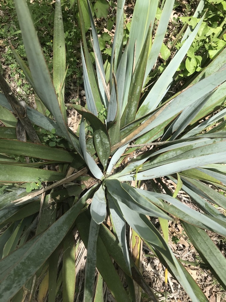 Yucca pallida - PictureThis