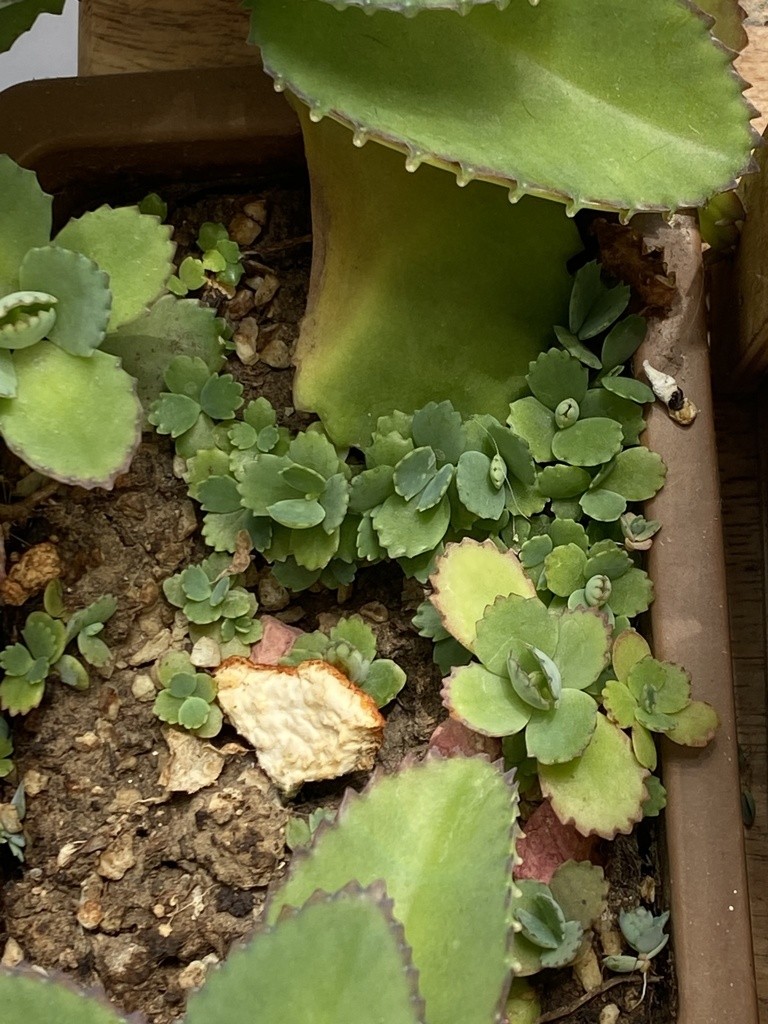 コダカラソウ（子宝草） (Kalanchoe laetivirens) 花言葉，毒性，よく