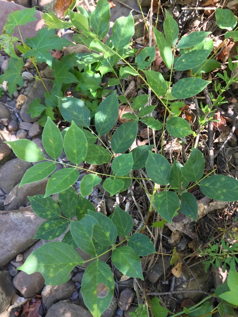 Глициния кустарниковая (Wisteria frutescens) - PictureThis