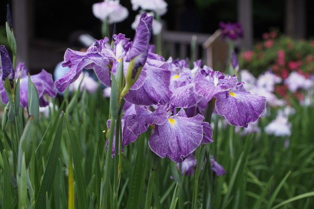 Buy 'Wave Action' Japanese Iris Online