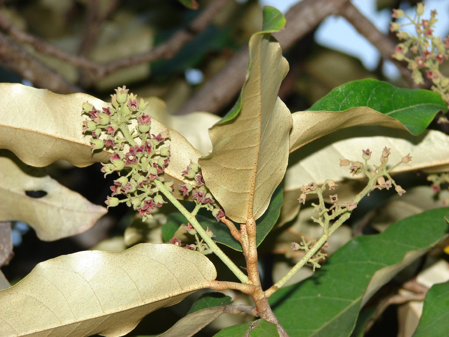 サキシマスオウノキ Heritiera Littoralis 花言葉 学名 よくある質問 Picturethis