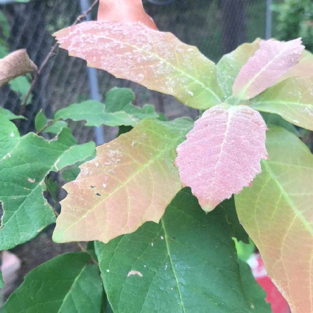 Quercus polymorpha - PictureThis