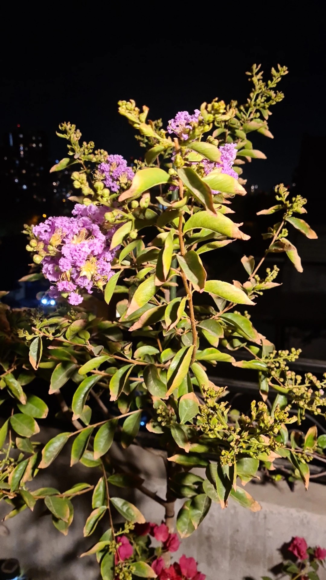 how-to-treat-leaf-blight-disease-on-crepe-myrtle