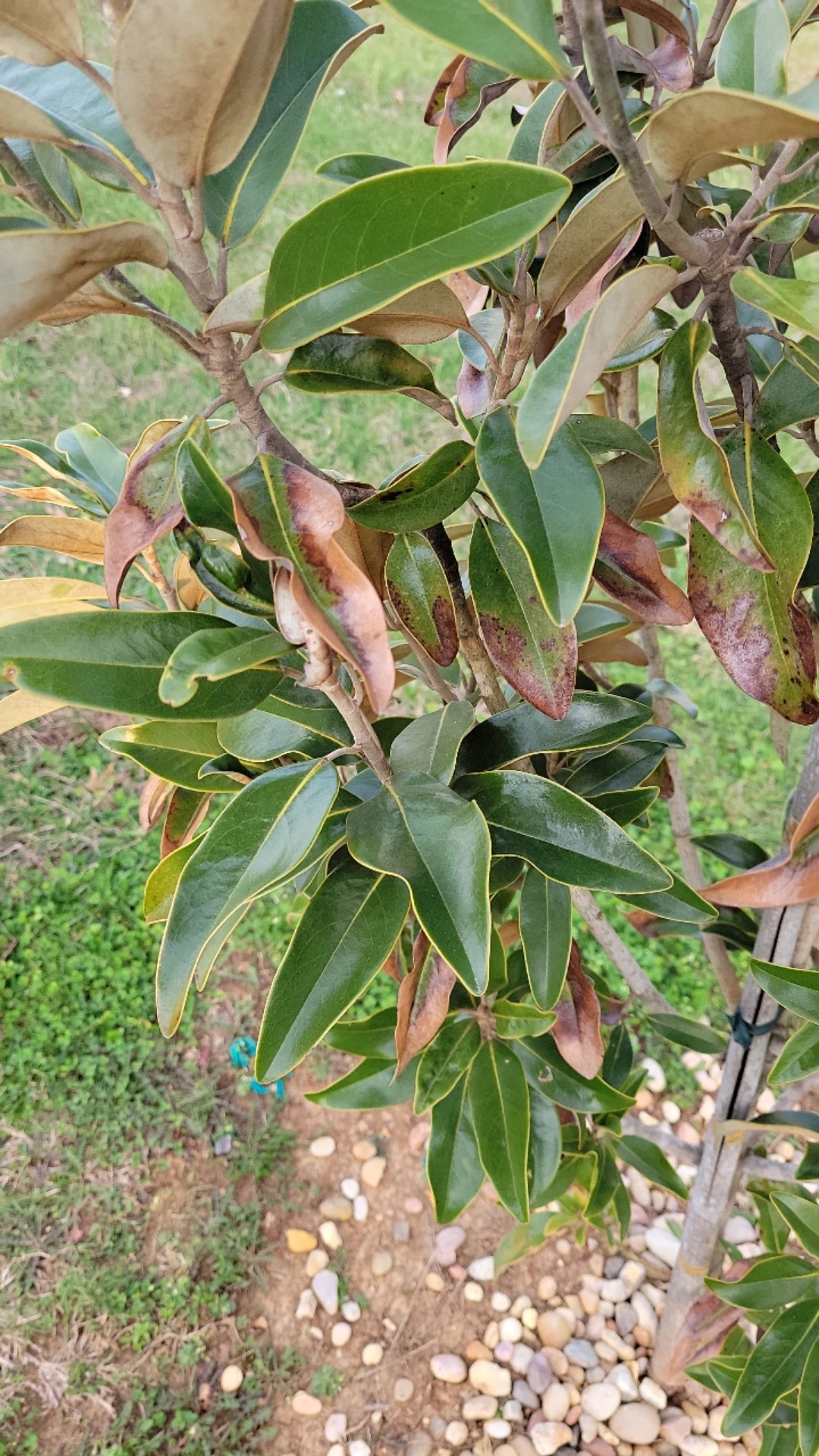 how-to-treat-brown-blotch-disease-on-southern-magnolia