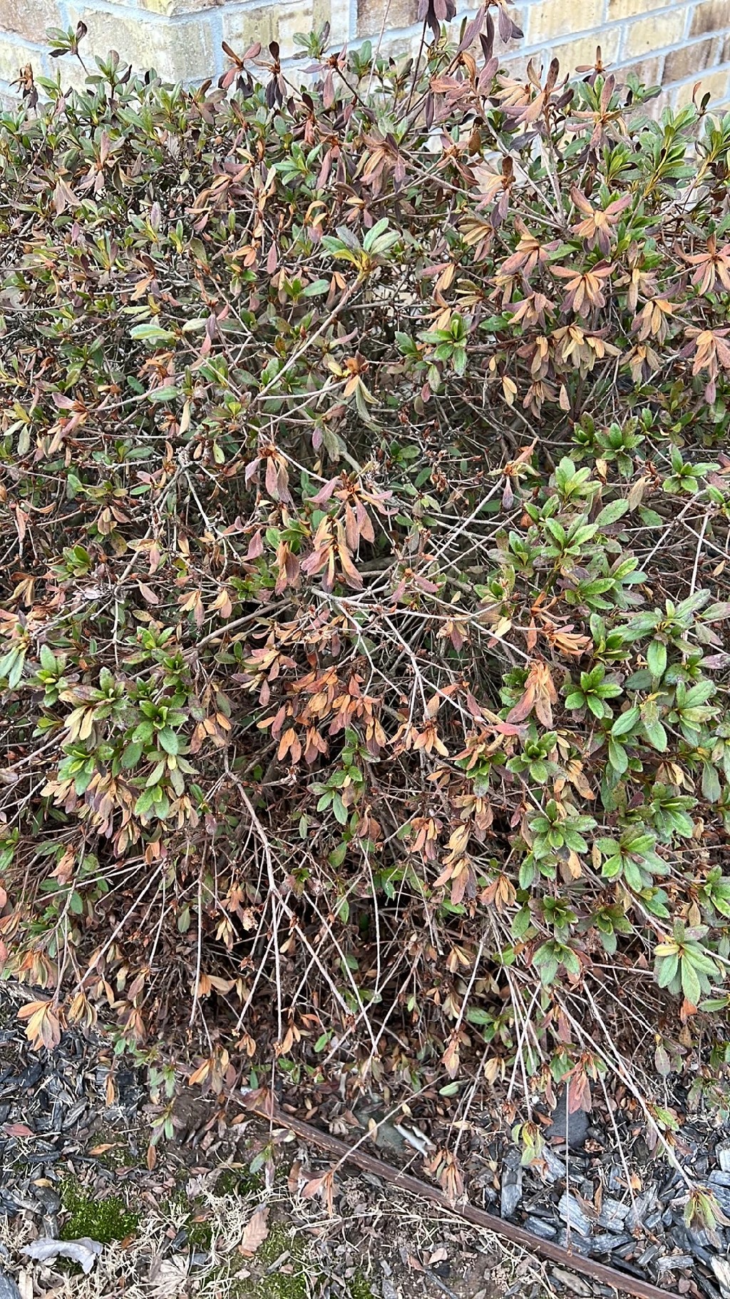 How To Treat Leaf Blight Disease On Red Azalea