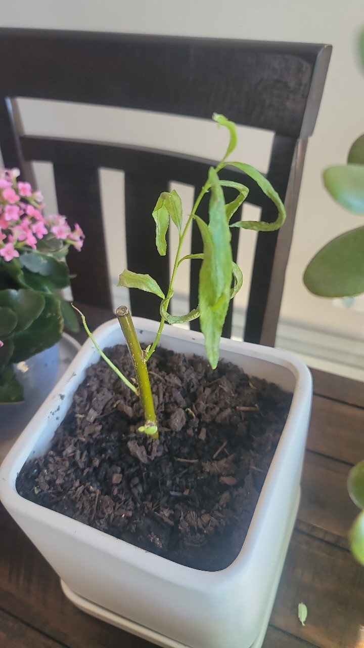 How to Treat Wilting Disease on Weeping willow?