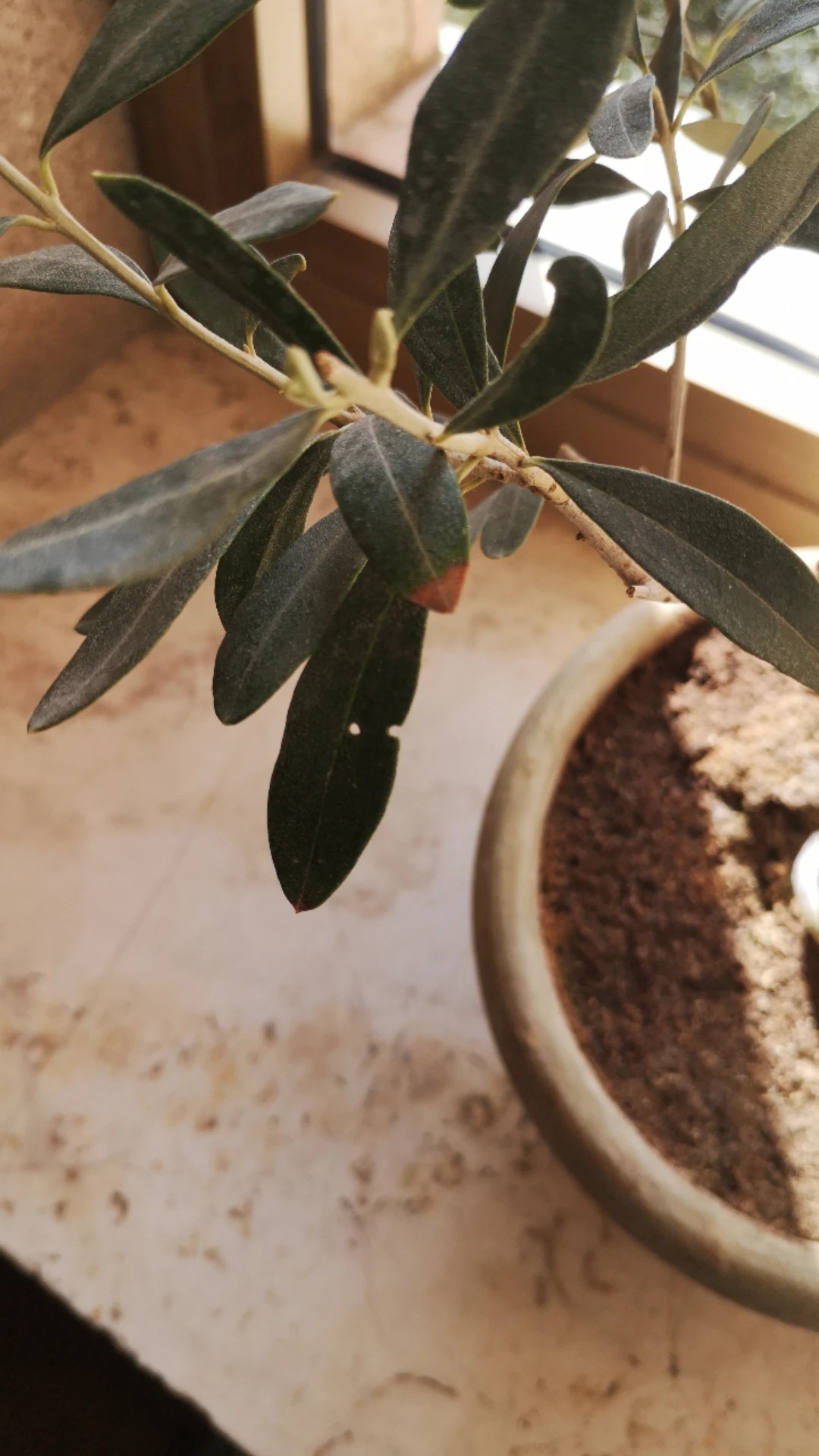 how-to-treat-leaf-blight-disease-on-olive