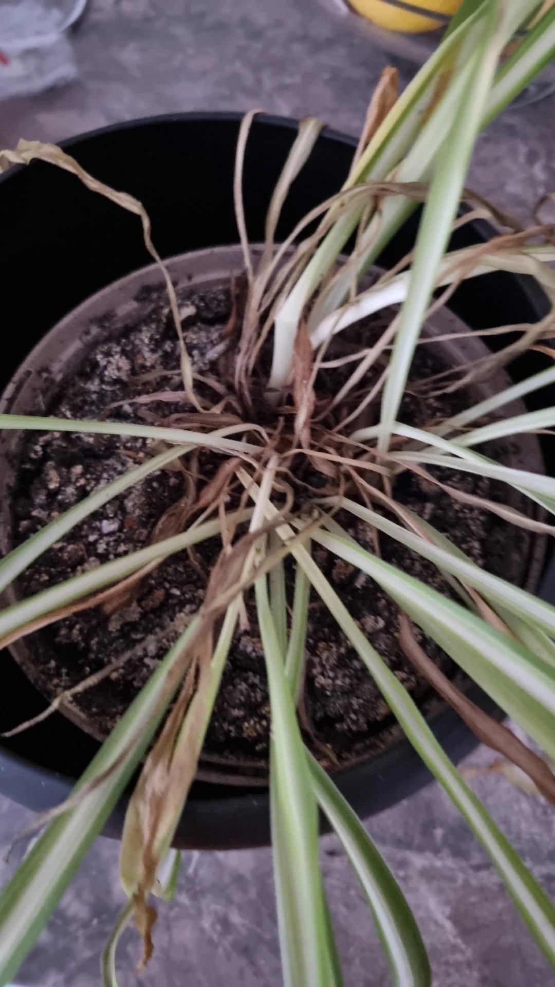 How to Treat Soft Rot Disease on Spider plant?