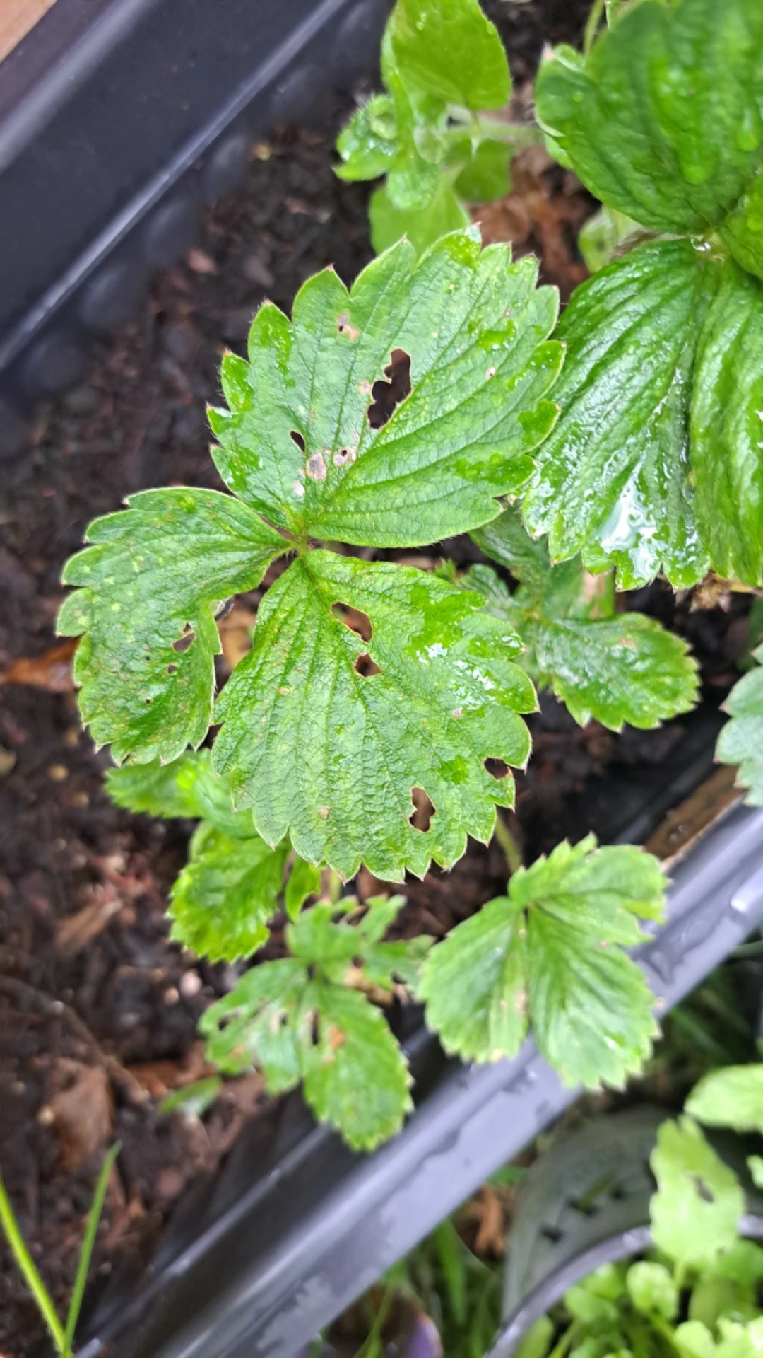 How to Treat Caterpillars Disease on Strawberry?