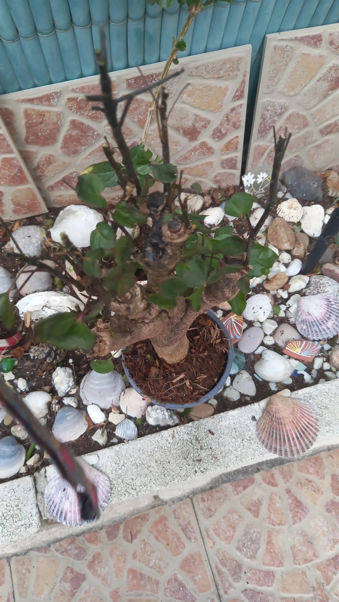 How to Treat Leaf rot Disease on Geranium aralia?