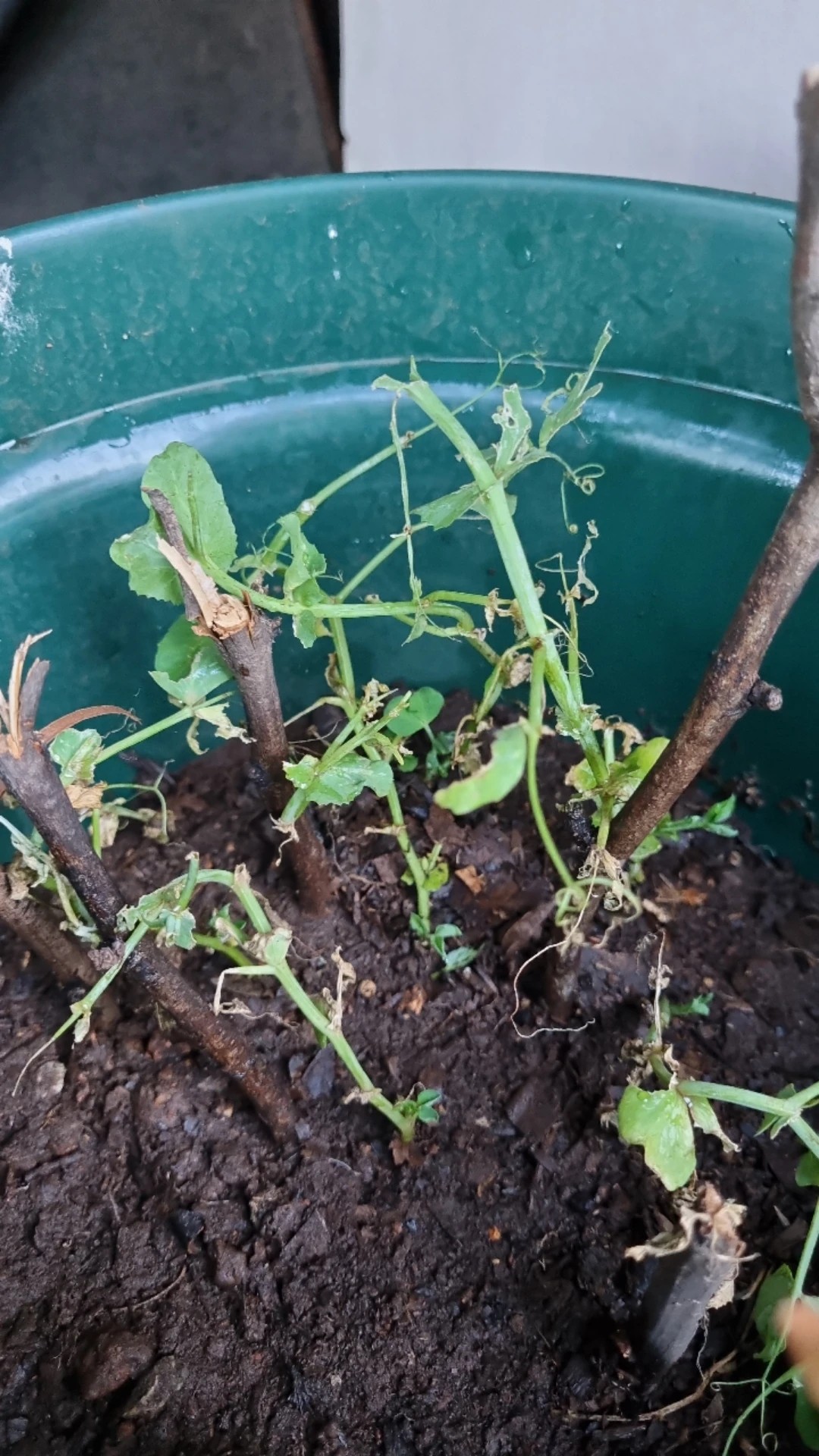 How to Treat Caterpillars Disease on Garden pea?