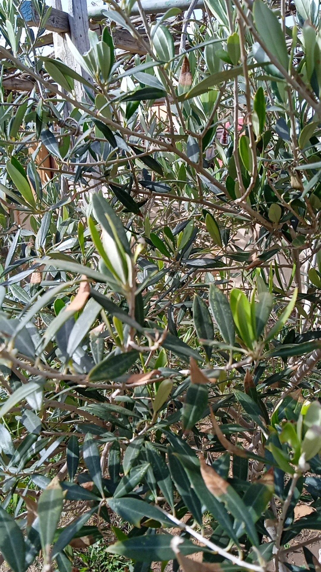 how-to-treat-leaf-blight-disease-on-olive