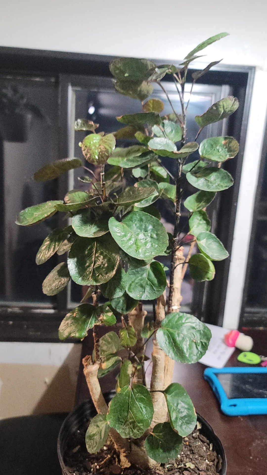 How to Treat Leaf rot Disease on Geranium aralia?